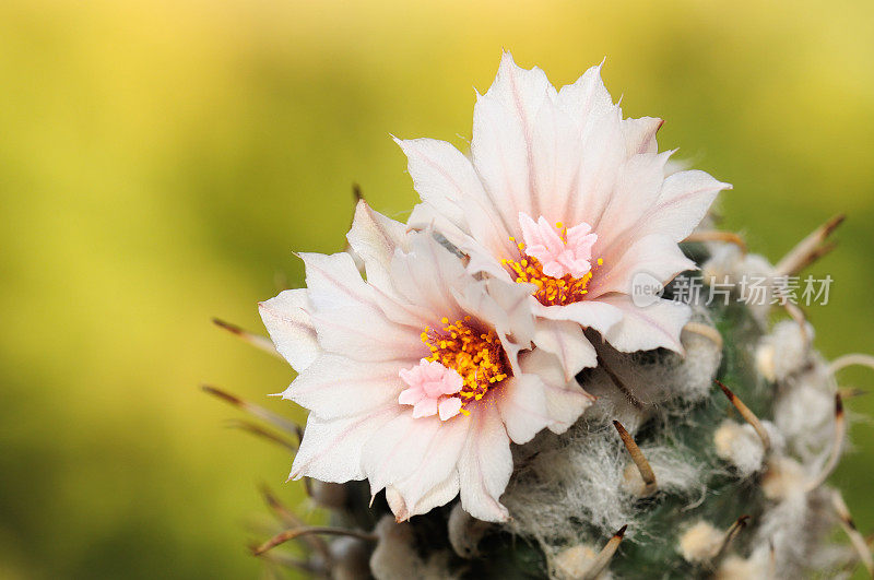 仙人掌turbinicarpus macrochele。